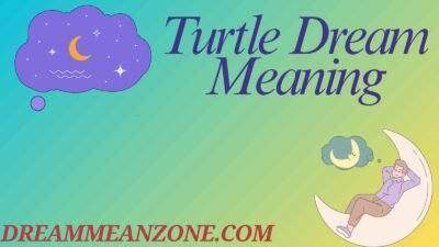 Turtle Dream Meaning