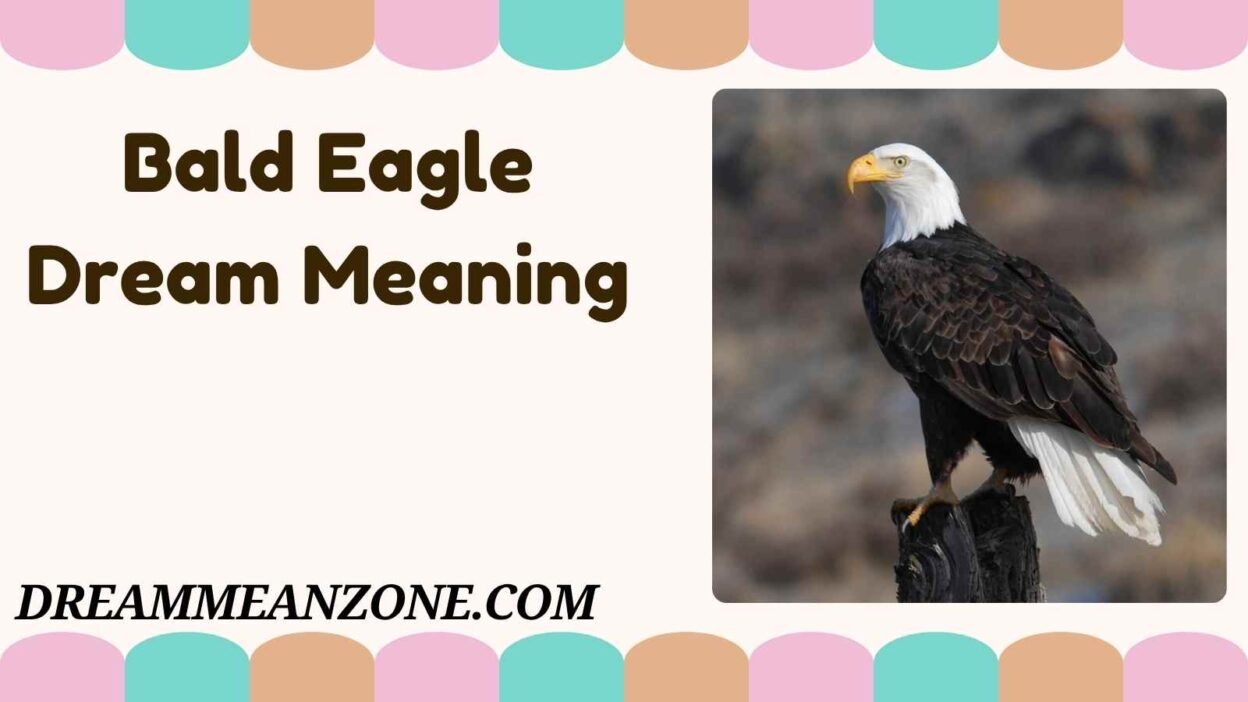 Bald Eagle Dream Meaning