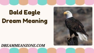 Bald Eagle Dream Meaning