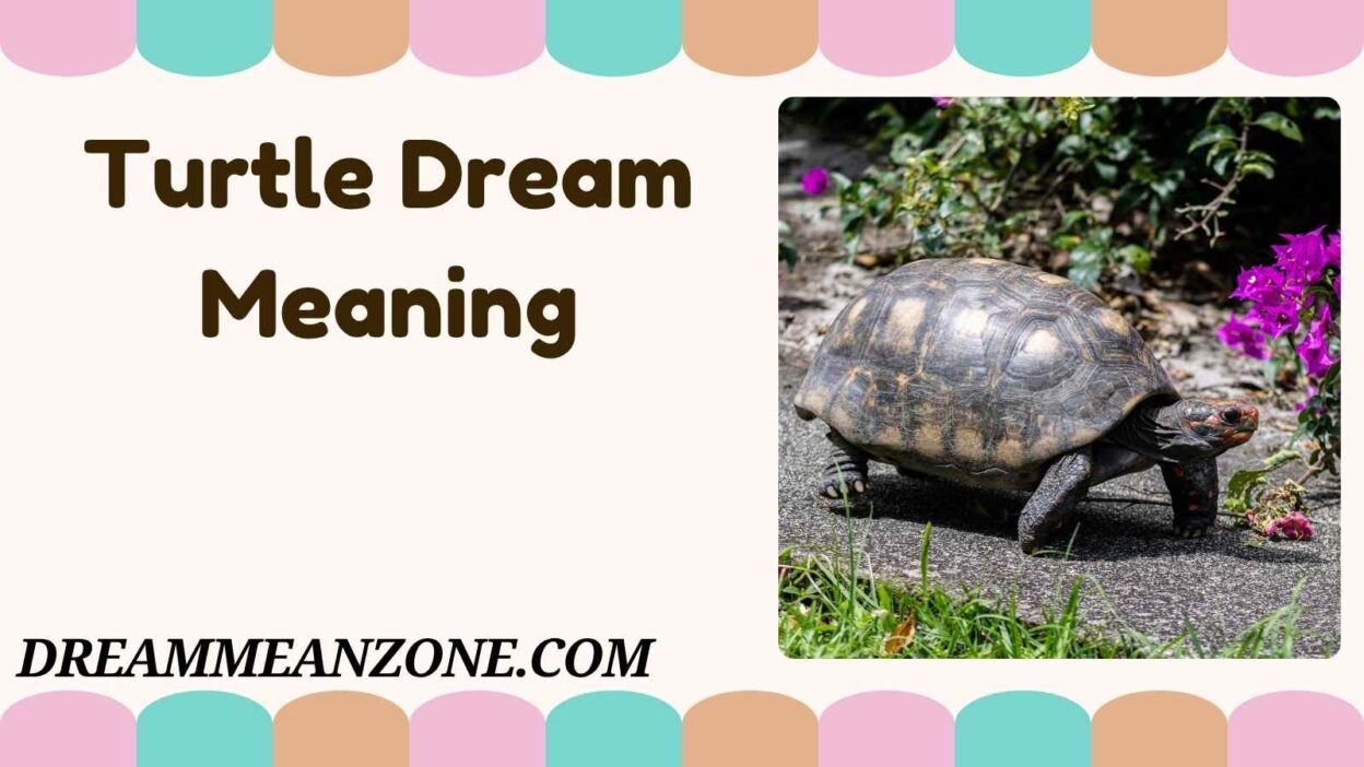 Turtle Dream Meaning