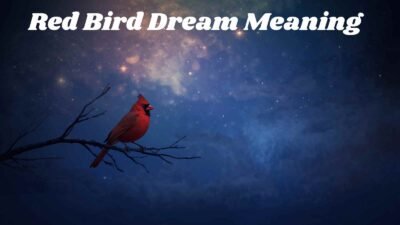Red Bird Dream Meaning