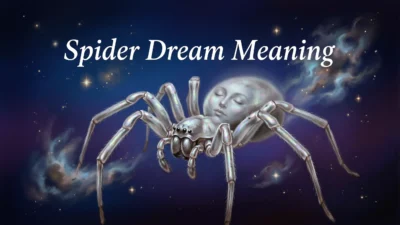 Spider Dream Meaning